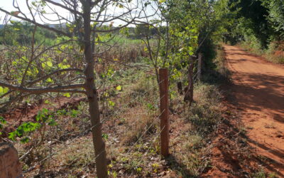 Agroforesterie – l’art de nourrir le sol et les pollinisateurs